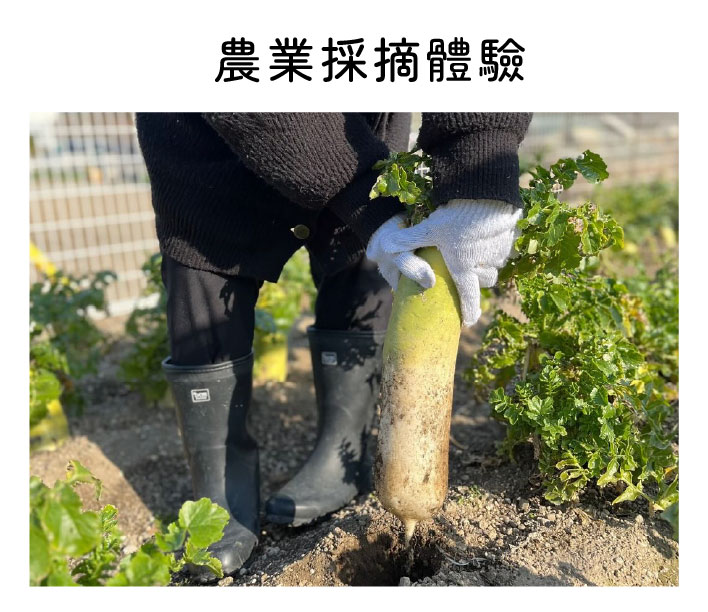 農業採摘體驗